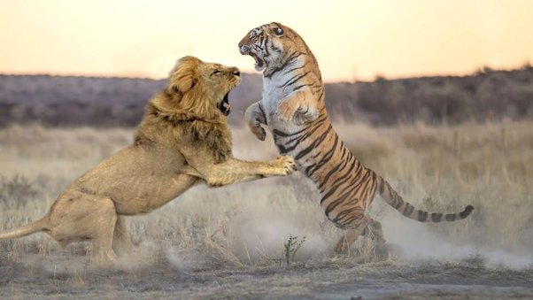 Battle of the Big Cats: Tiger vs. Lion – A Clash of Apex Predators