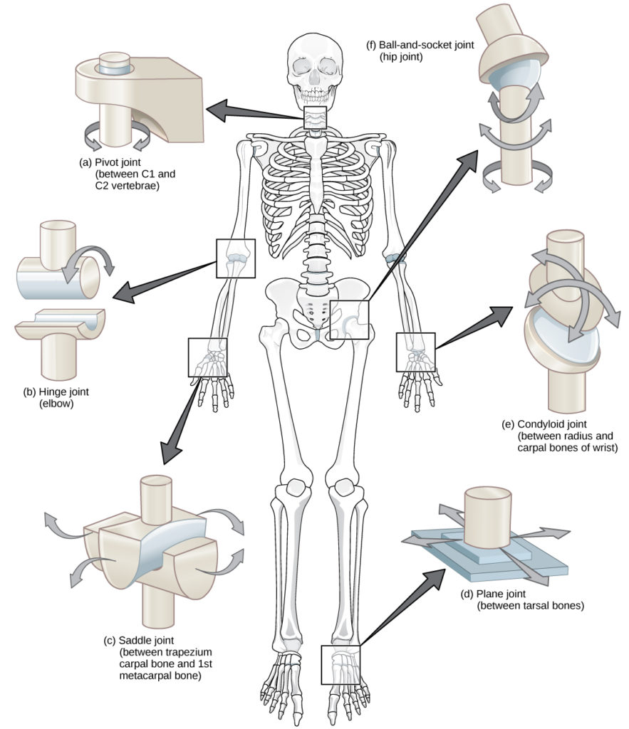 What is an example of a Saddle Joint